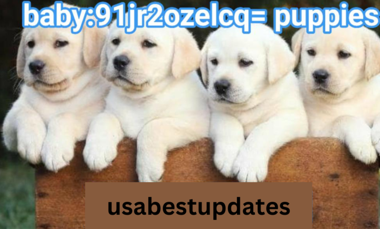 baby:91jr2ozelcq= puppies